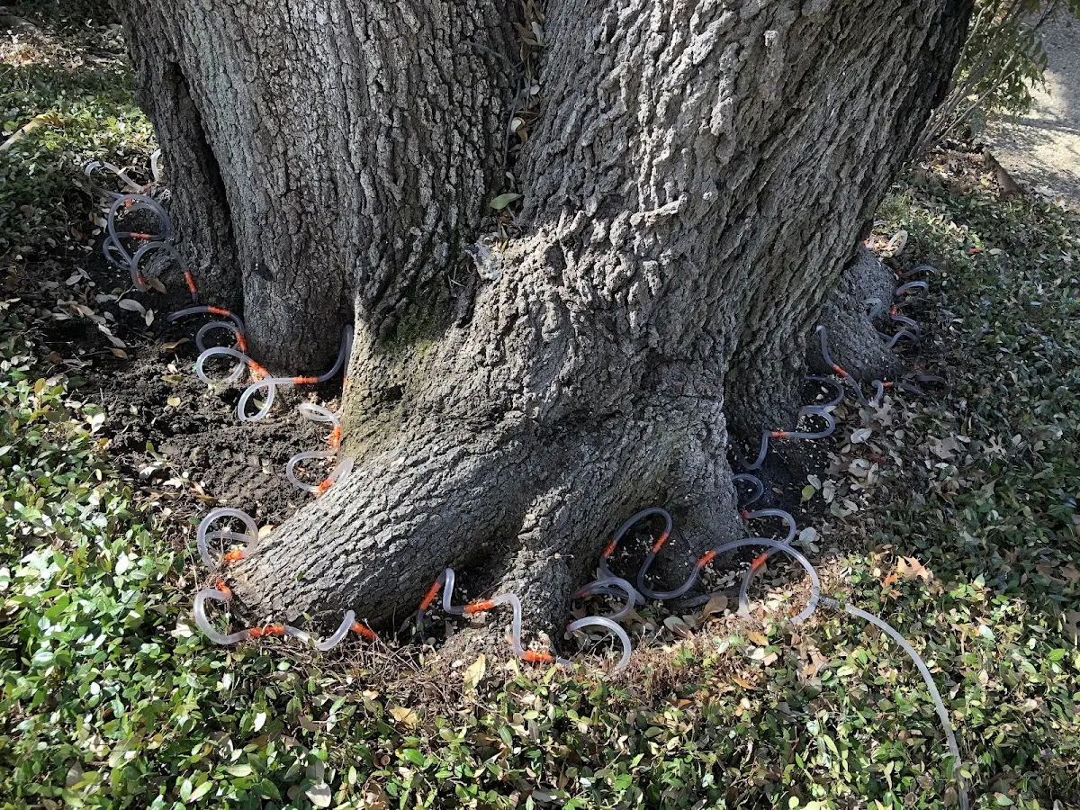 Detailed Tree Cabling and Bracing job site in Auxier