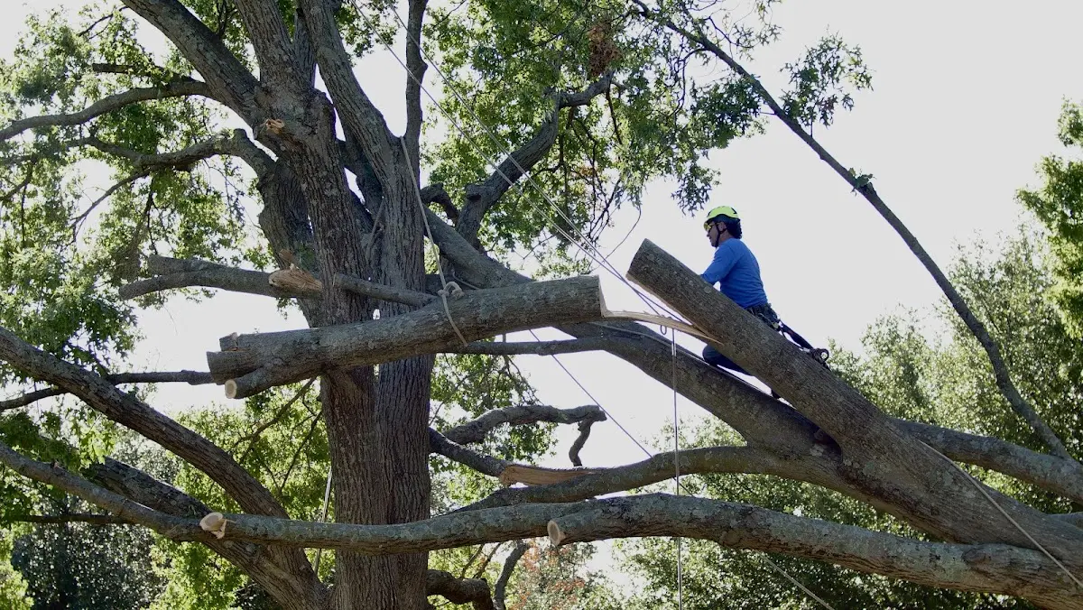 Professional Crown Thinning performed by certified arborists in Auxier