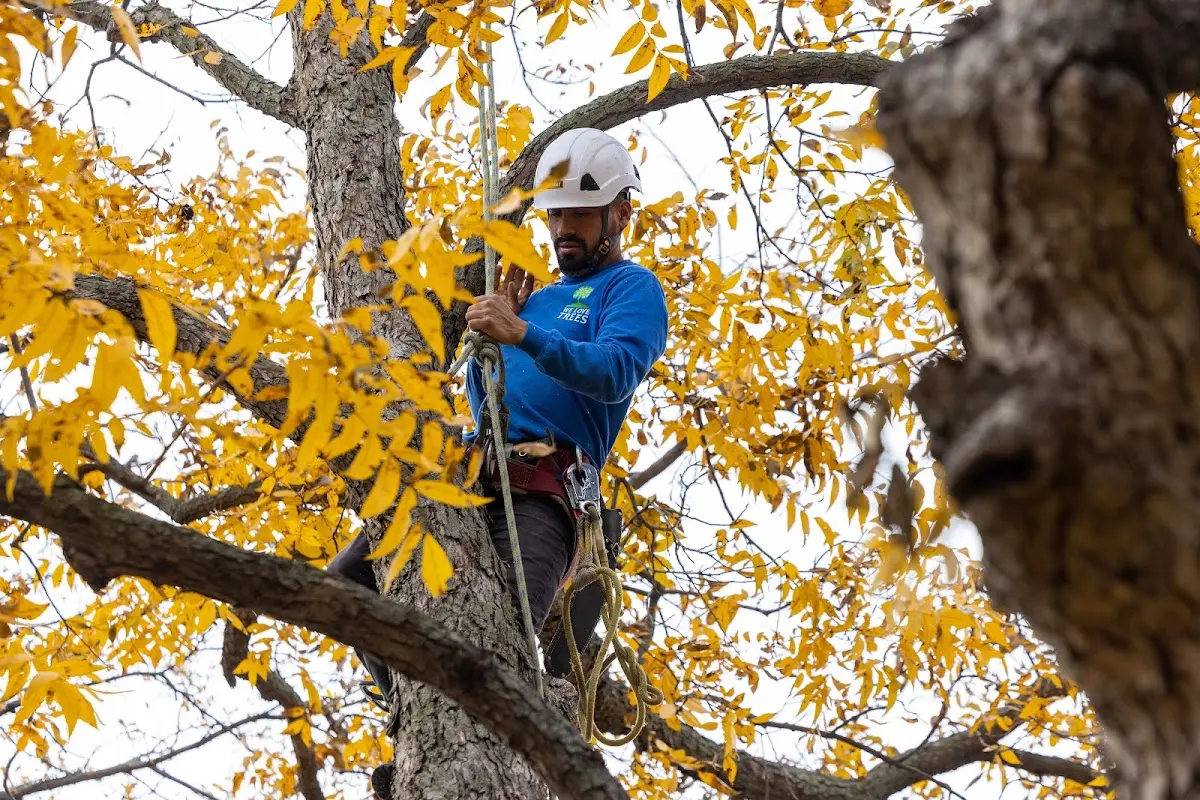 Skilled Tree Disease Treatment crew working in Auxier